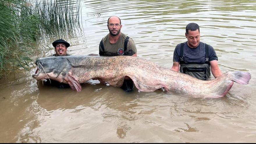 Pescan en el Ebro un siluro &quot;descomunal&quot; de 2,81 metros y unos 130 kilos, &quot;el más grande de España&quot;