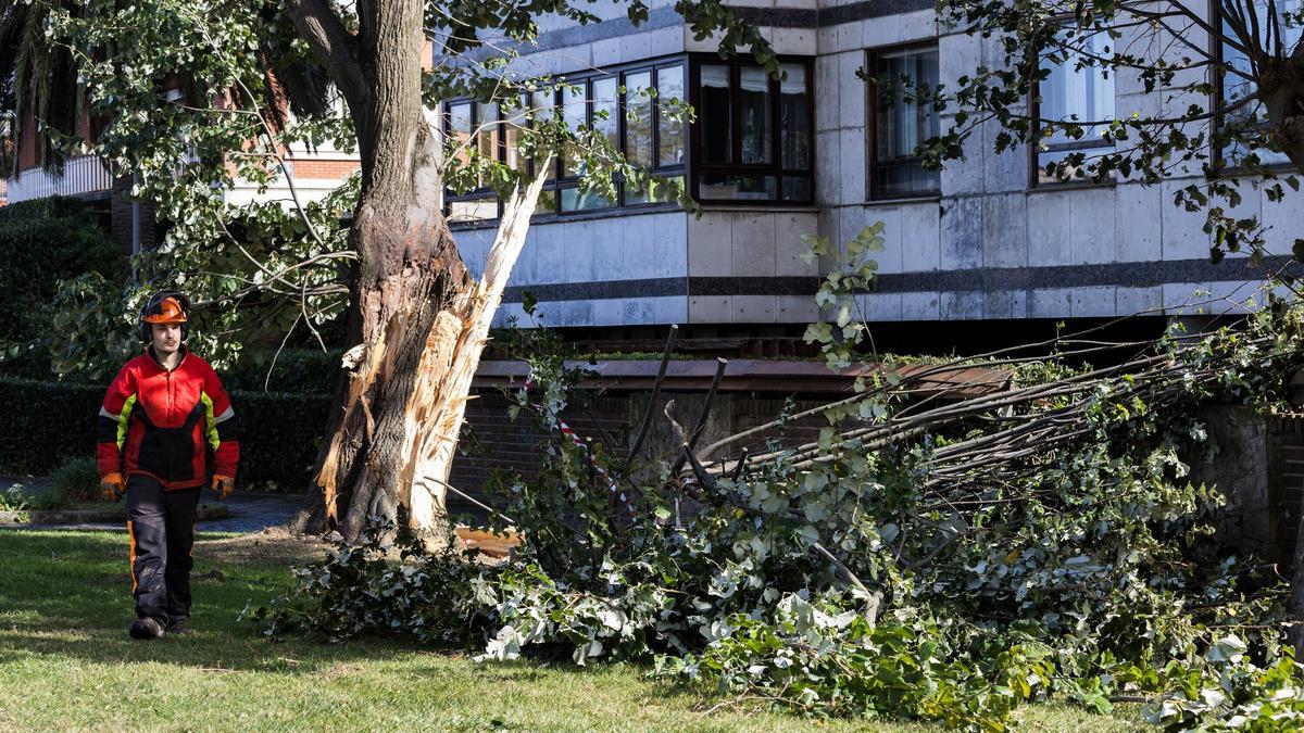 Los operarios retiran un árbol caído en la zona de Las Arenas