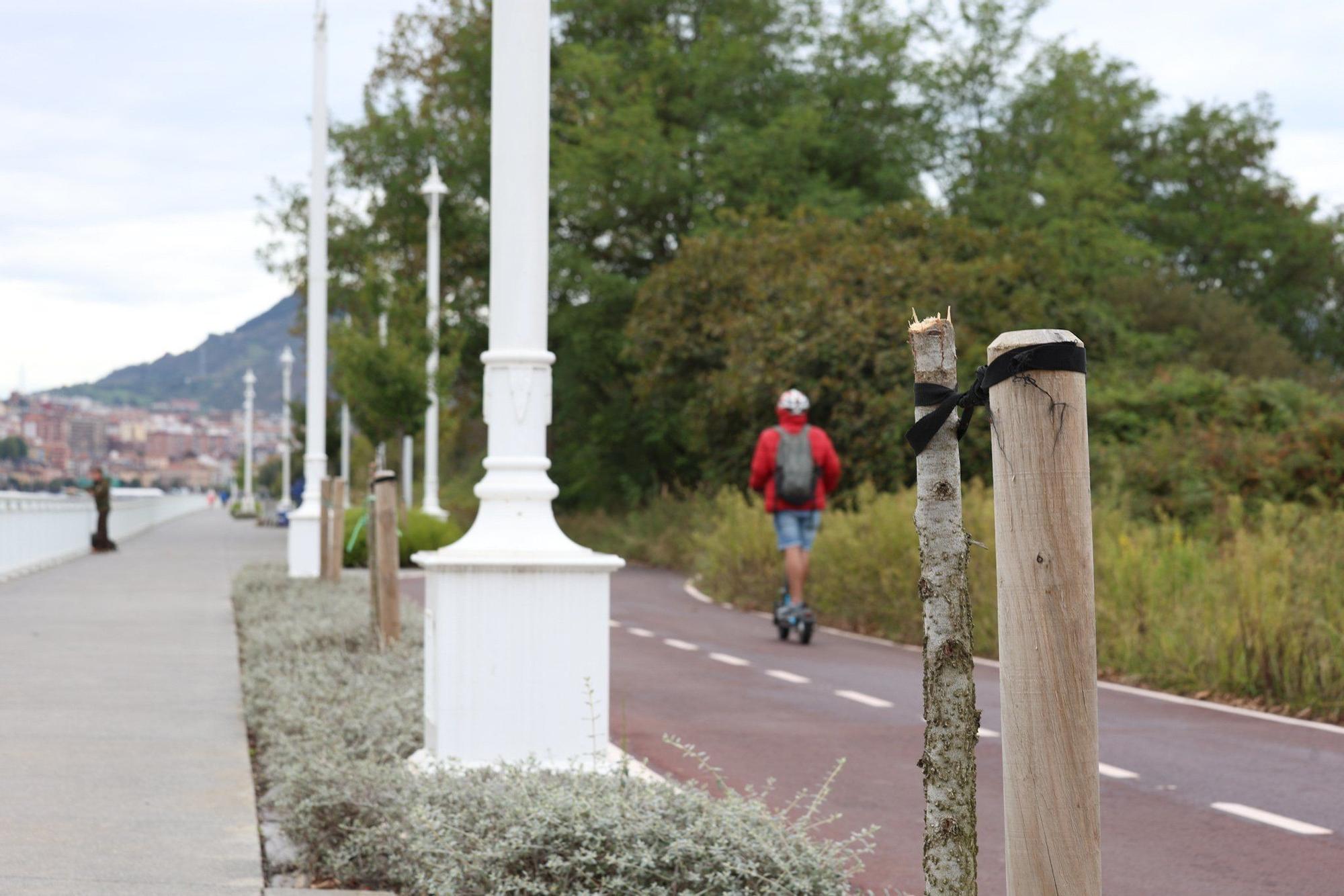 En imágenes: Destrozan una decena de árboles en el paseo de la ría en Lamiako