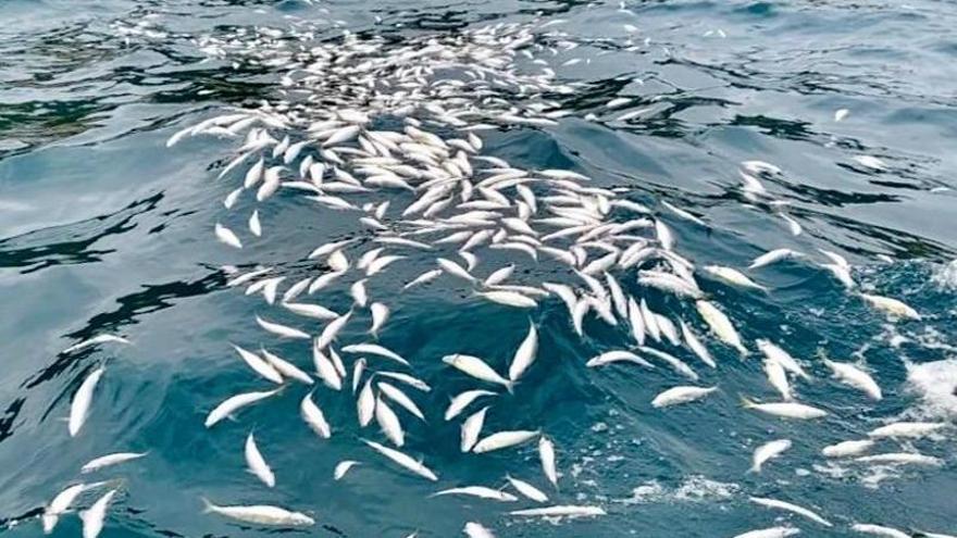 Identifican a un pesquero de Laredo como autor del descarte ilegal en aguas de Donostia