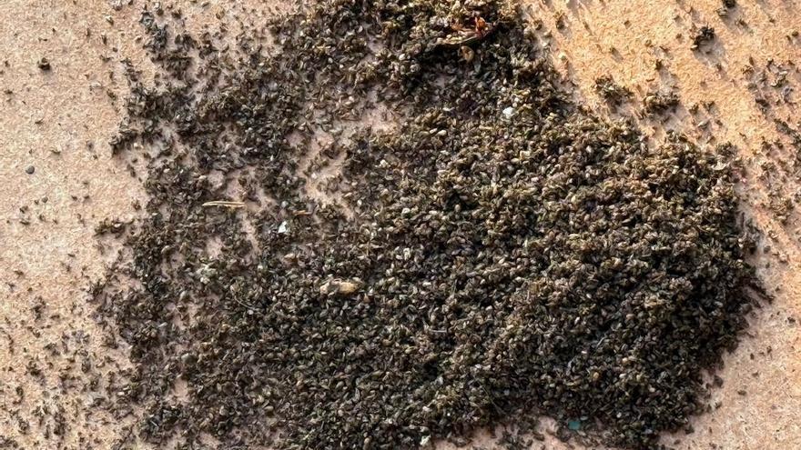 Vecinos de Gorraiz denuncian la plaga de chinches que sufren desde hace 8 días