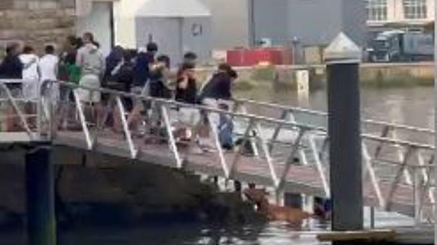Una vaquilla cae al mar en Pasai Donibane