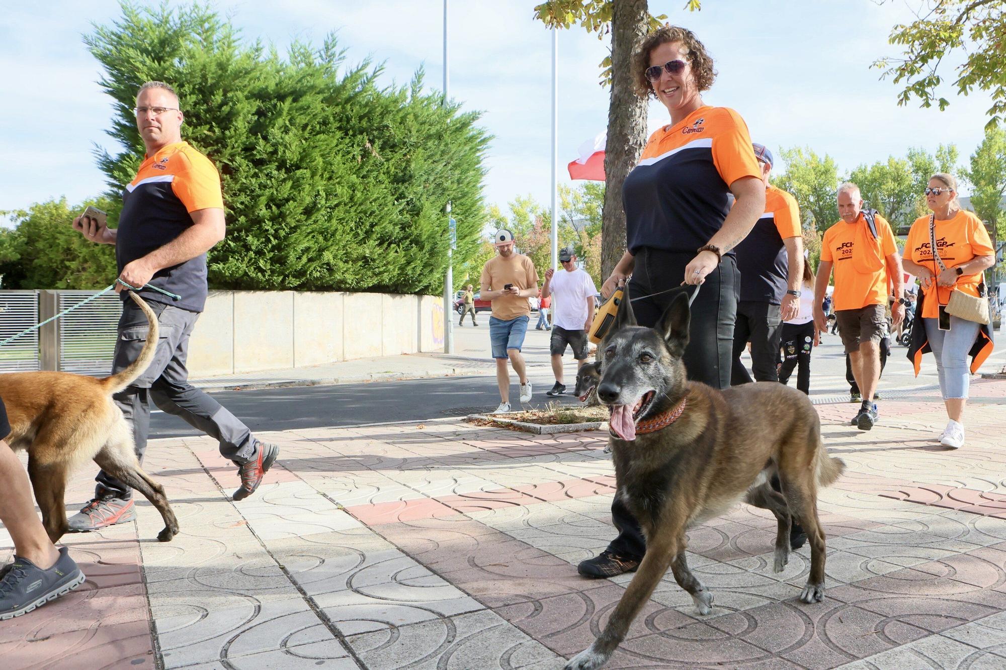 En imágenes: Perros de élite desfilan por Vitoria-Gasteiz por el 'Campeonato Mundial FCI-IGP'