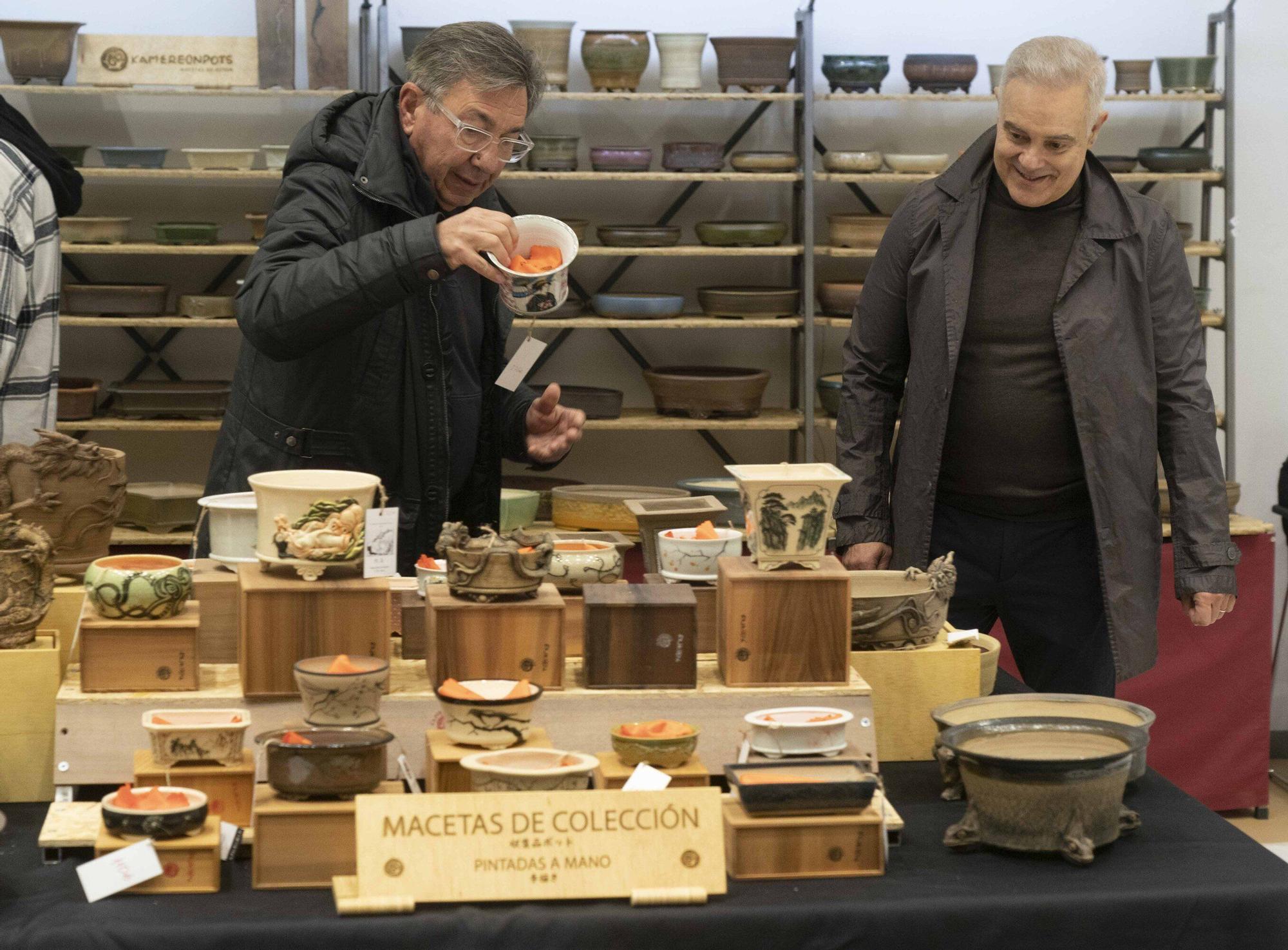 En imágenes: El arte del bonsái llega a Vitoria-Gasteiz