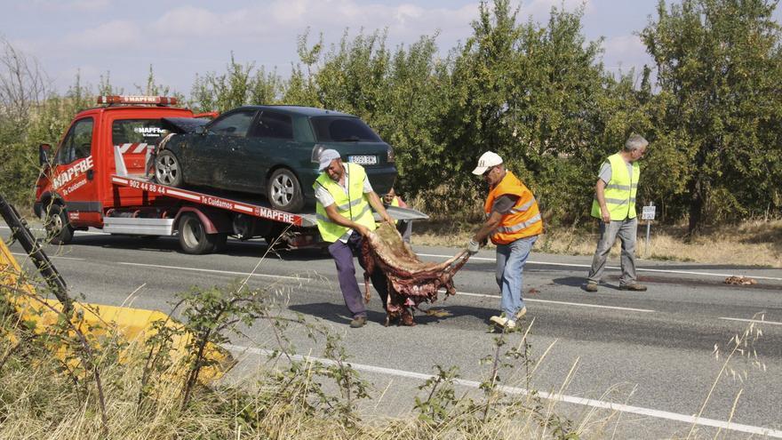 Álava busca un sistema capaz de alertar a los conductores de la presencia de animales en las carreteras