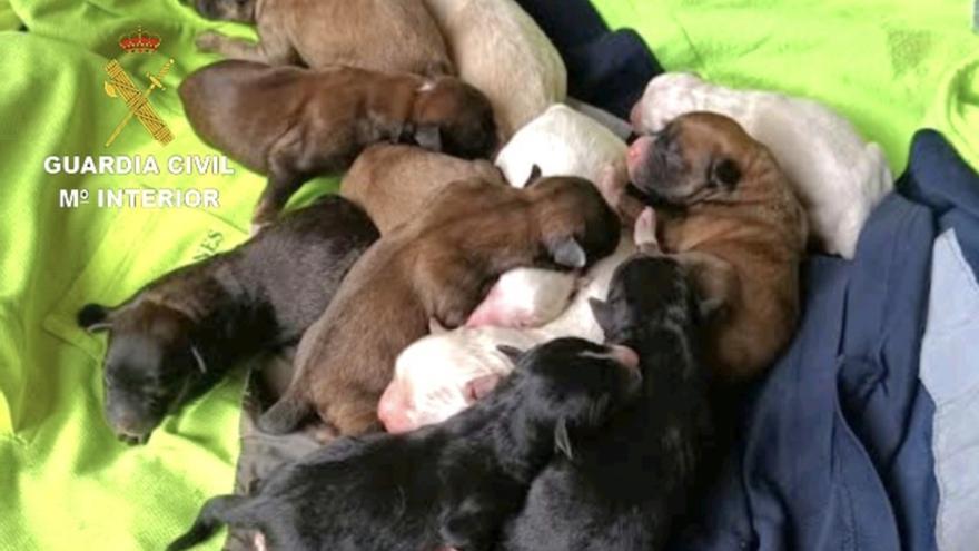 Investigado un vecino de Tomiño (Pontevedra) por supuestamente enterrar vivos a varios cachorros de perro