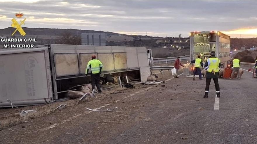 Un camión cargado con 170 cerdos vuelca en la A-22 en Monzón (Huesca)