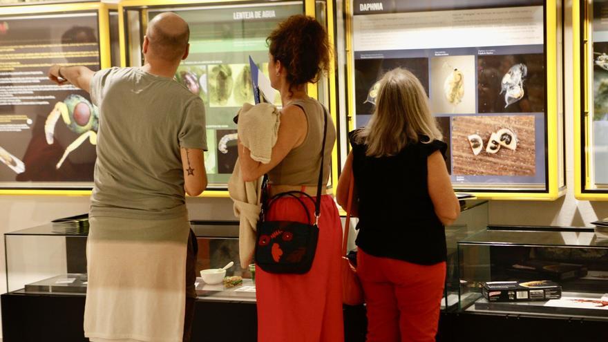 El Museo de Ciencias Naturales de Álava organiza una exposición temporal y talleres para celebrar su 40 aniversario
