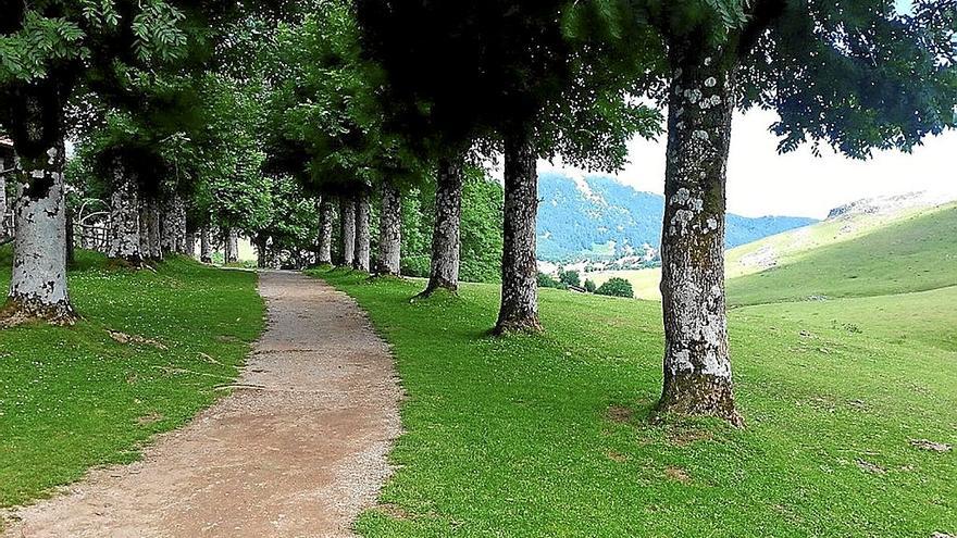 Una de las hileras de fresnos de Urbia.  | FOTO: N.G.