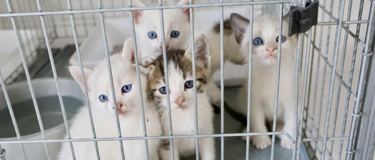 En imágenes: Más de 460 perros y 600 gatos en Álava se han abandonado en los últimos tres años