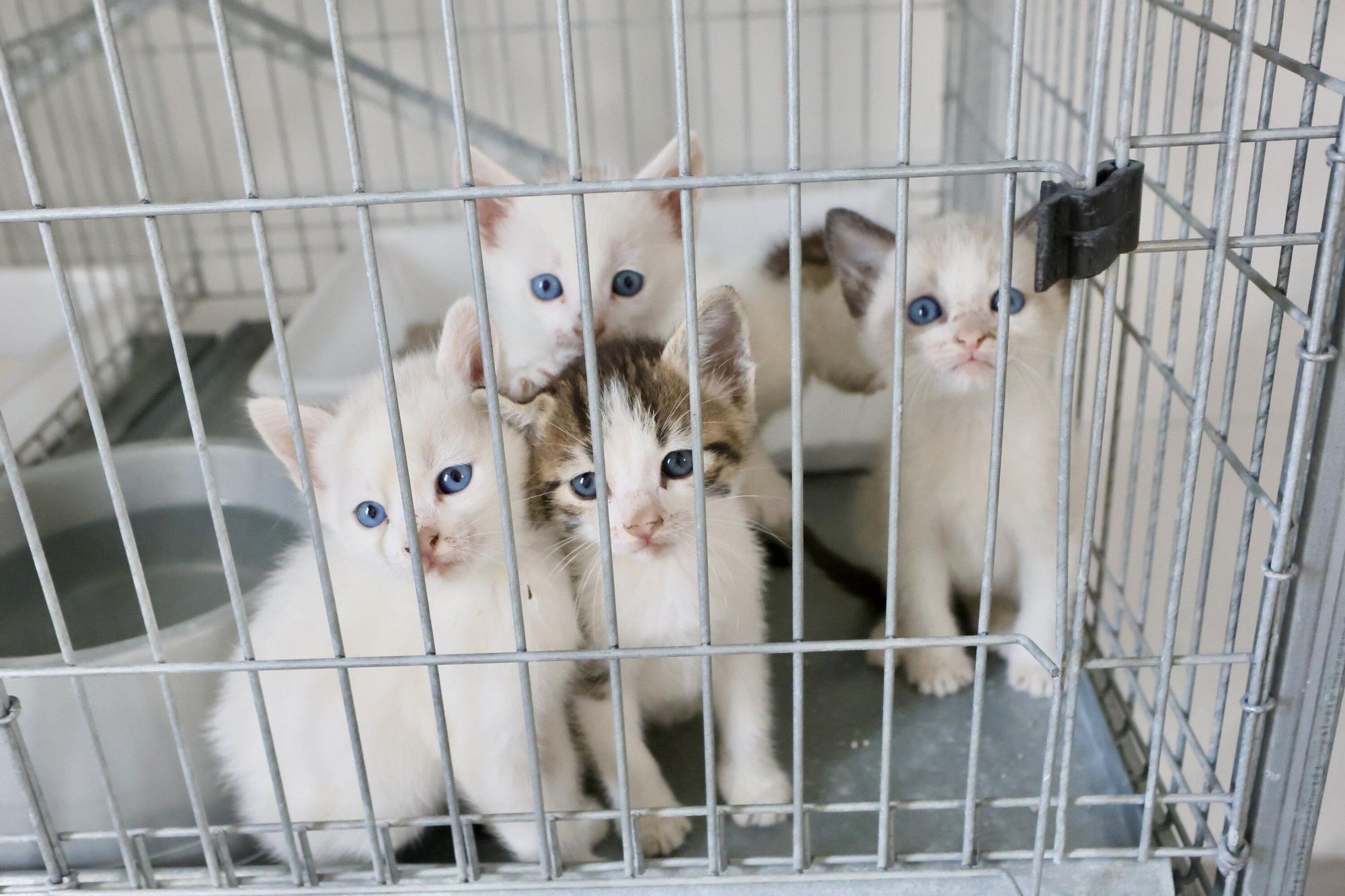 En imágenes: Más de 460 perros y 600 gatos en Álava se han abandonado en los últimos tres años