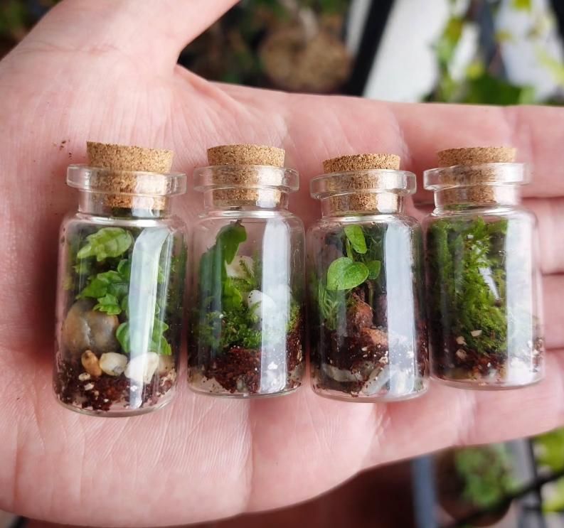 En imágenes: Así son los pequeños universos botánicos que triunfan en Bizkaia