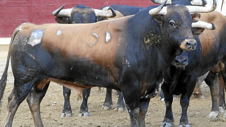 Nº 56. MARCADO. Castaño bragado y axiblanco. Nacimiento: Febrero/2019. Guarismo: 9. Cuatreño.