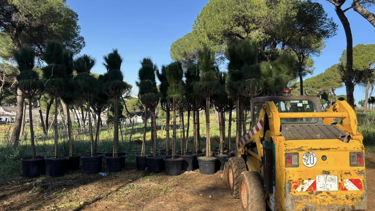 Imagen de los nuevos árboles plantados en el Pinar de Oromana (Alcalá de Guadaira)
