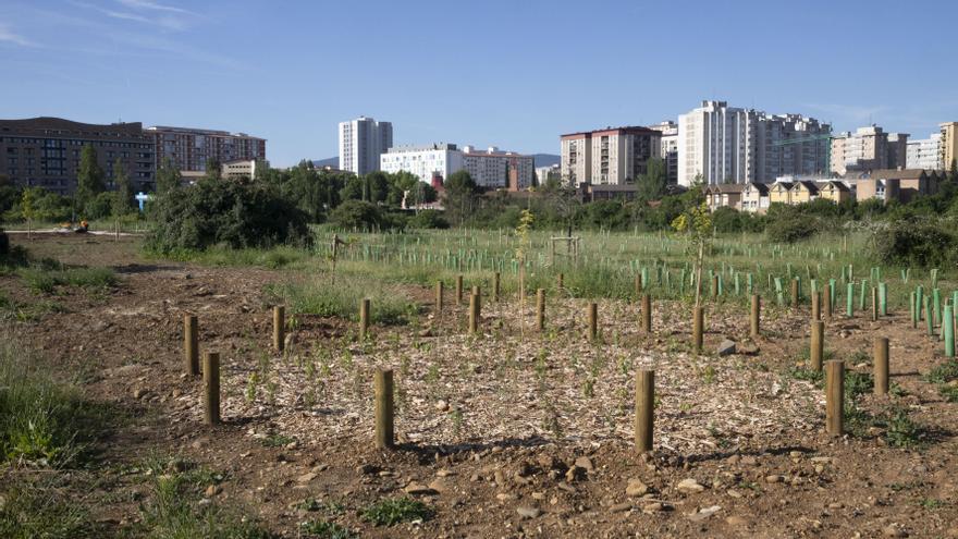 El nuevo pulmón de Pamplona: un bosque con 8.000 árboles donde antes había un descampado