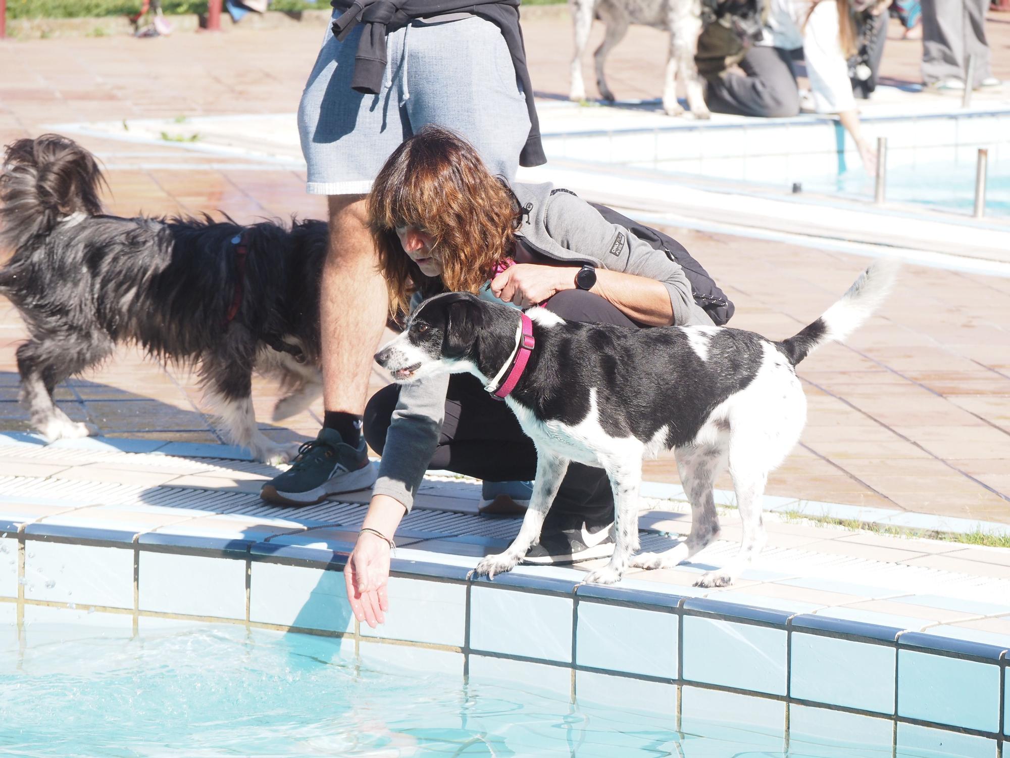 Las piscinas de Eibar han sido coto privado para los perros