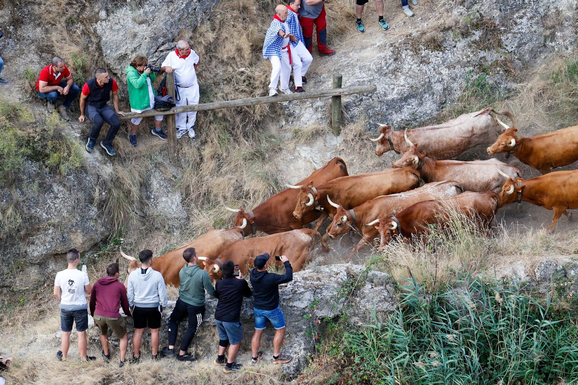 Fotos del quinto encierro del Pilón de Falces 2025 con vacas de Eulogio Mateo