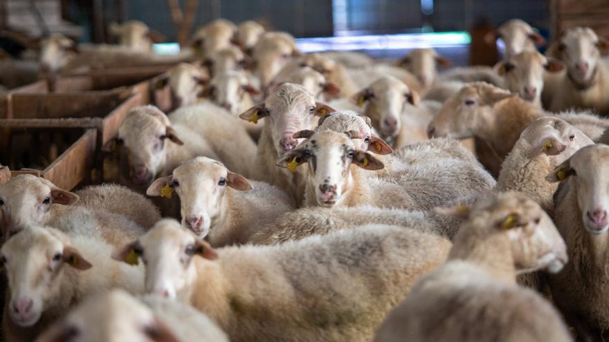 Un incendio en una granja de ovejas de Artajona se salda sin heridos pero con varios animales afectados
