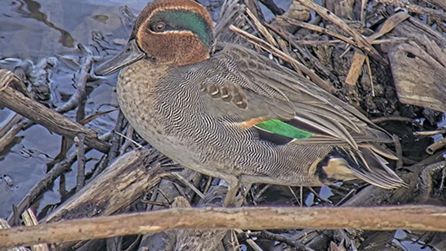 Los humedales de Urdaibai reciben a los visitantes de otoño