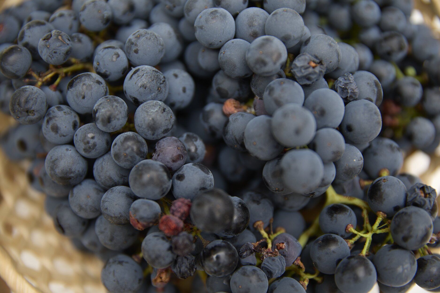 Fotos del día del vino en Zirauki