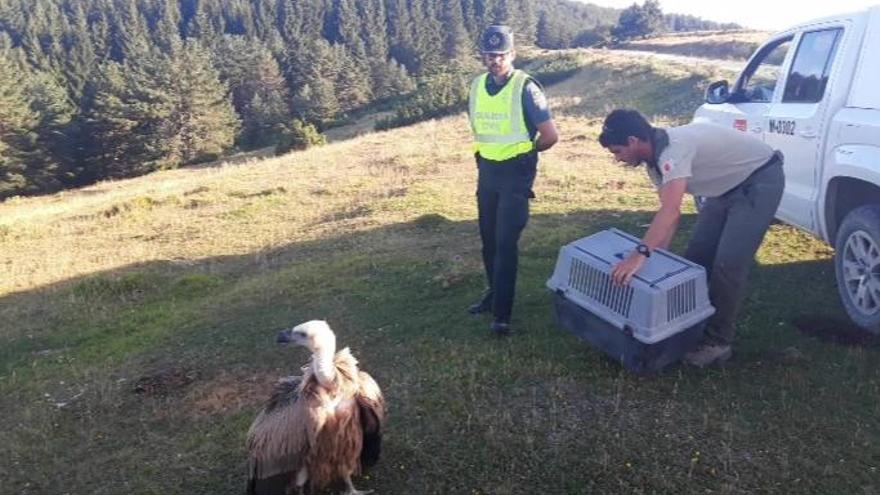 La cría, en el momento de su liberación.