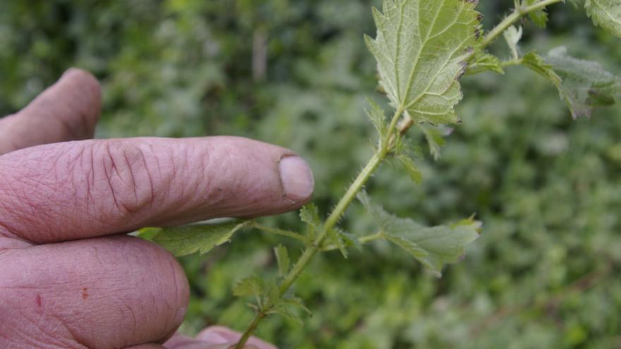 Aprende a cuidar tu cuerpo, tu hogar y tu entorno con los cursos naturales de Aretxabaleta