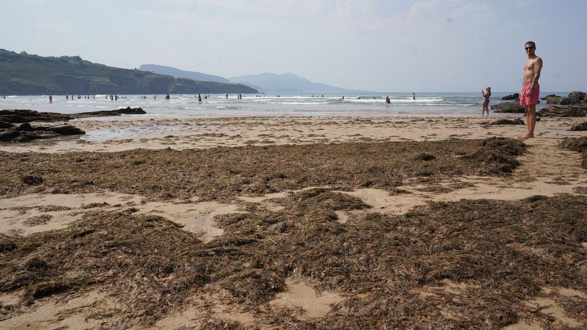 Algas en la playa de Muskiz.