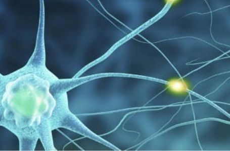 El cerebro humano tiene tantas neuronas como estrellas en la Vía Láctea..