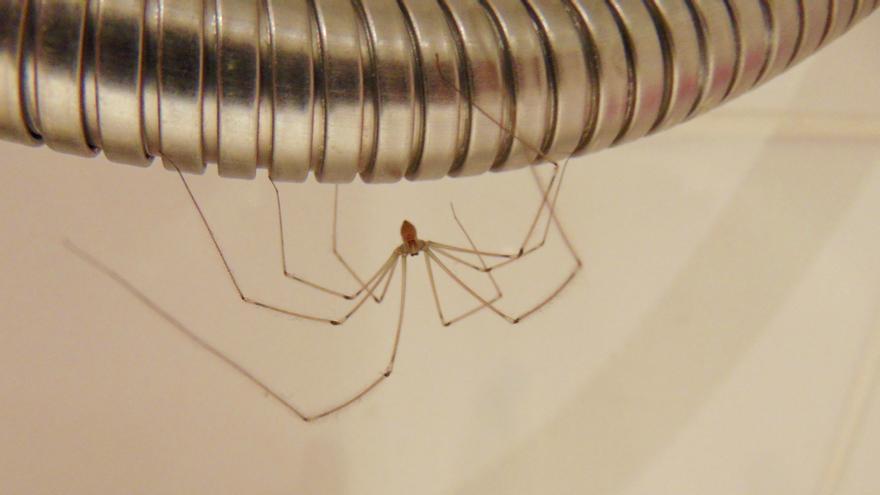 Olvídate de las arañas: así puedes evitar que vivan en tu casa