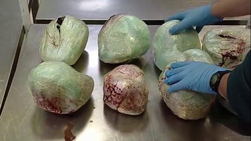 Incautan en Barajas 15 pangolines muertos en una maleta procedente de Etiopía
