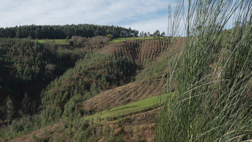 2.400 árboles reforestarán el paraje de Calorcos en Muskiz