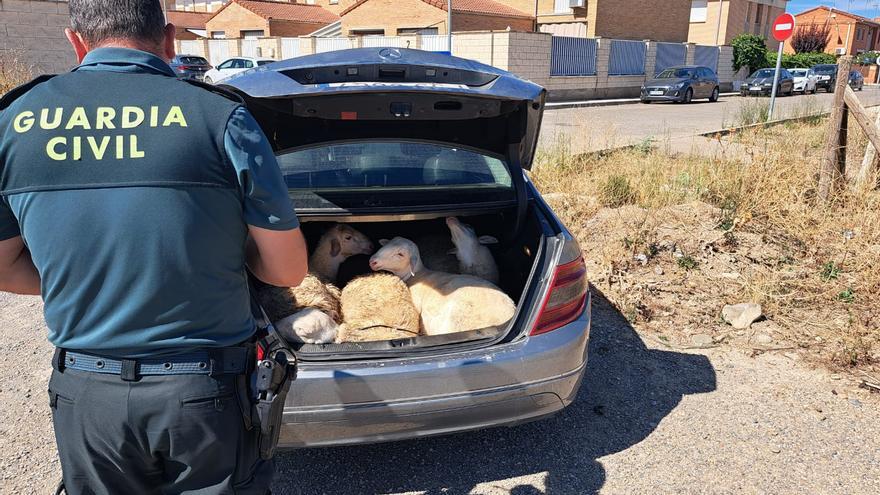 Sorprendidos en Castejón mientras transportaban a cuatro corderos vivos en el interior de un turismo