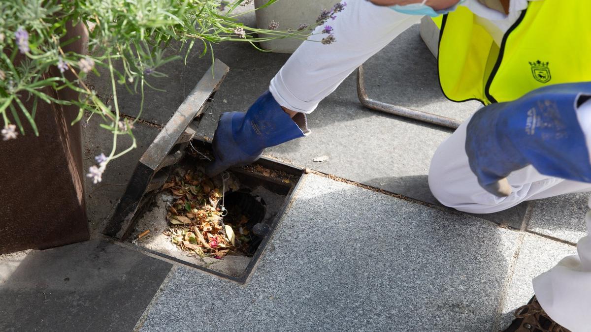 Técnicos del Parque de Desinfección del Ayuntamiento de Pamplona colocando un cebo contra las ratas en una alcantarilla.