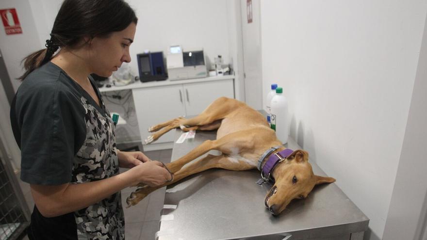 Euskadi obligará a vacunar a todos los perros contra la rabia