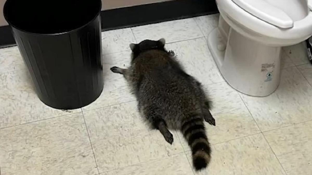 &quot;¿Qué mapachao?&quot;, se preguntaría el animal cuando se despertó en el baño.