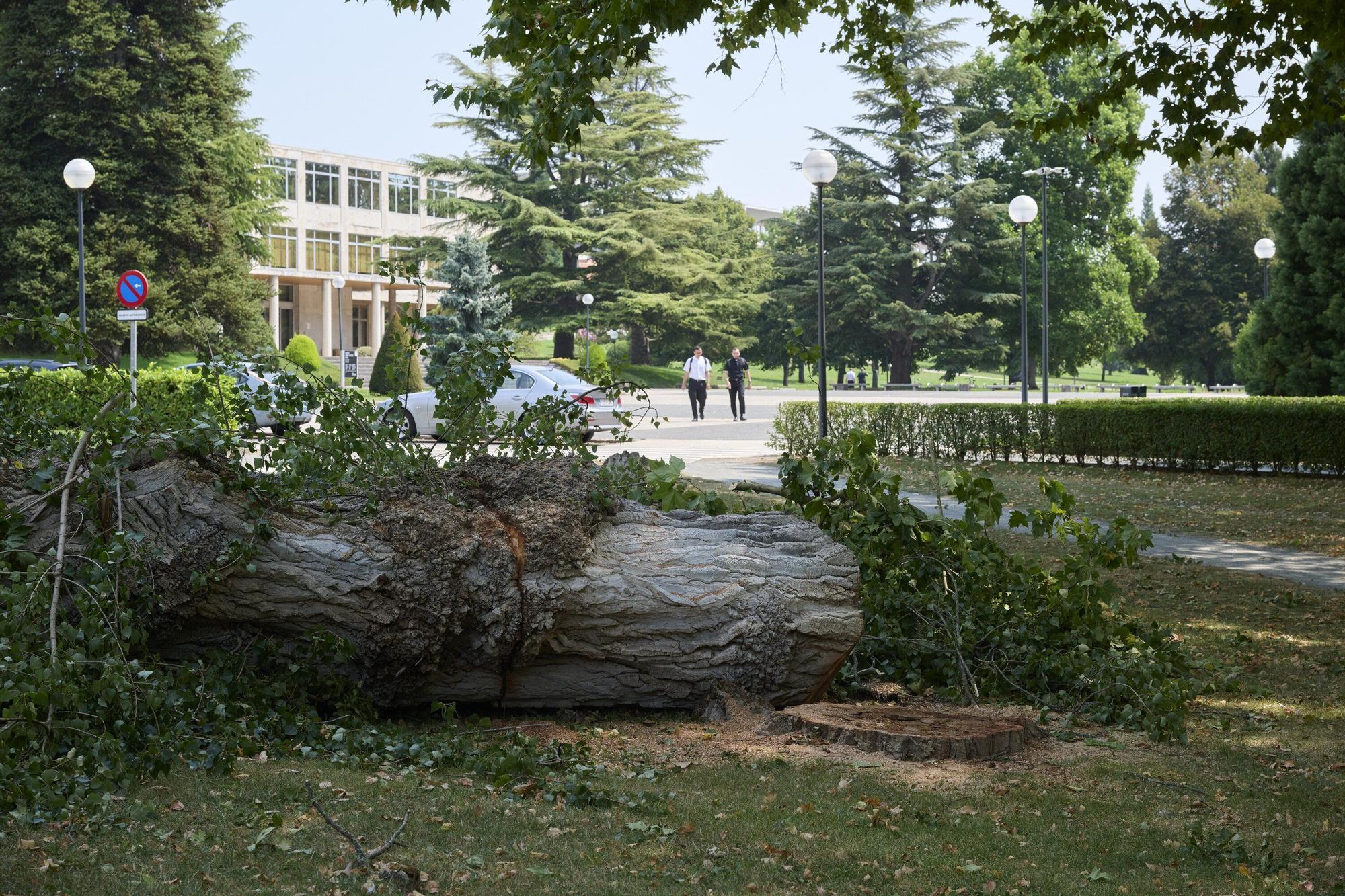 Tala de árboles en la Universidad de Navarra