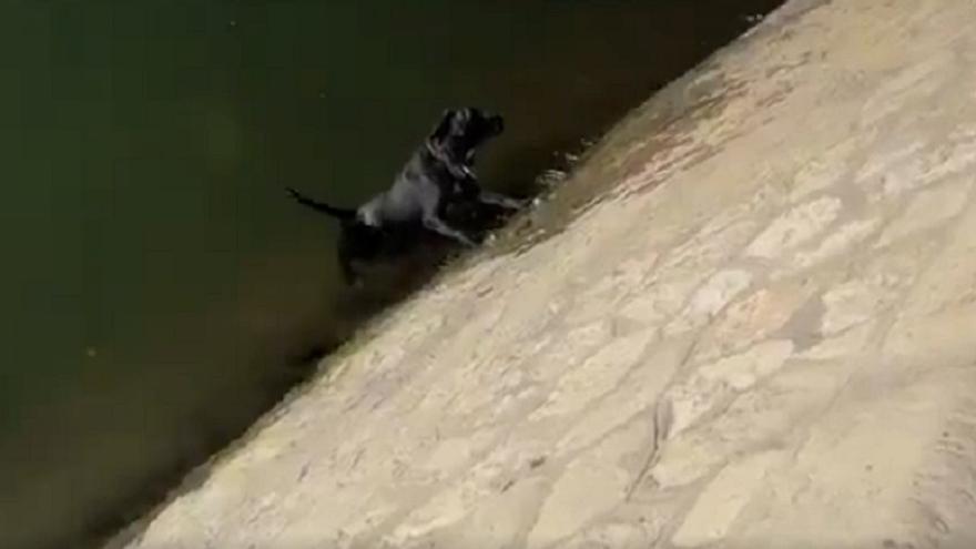 El agónico rescate con final feliz de un perro en el río Sena