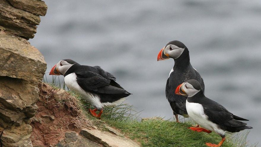 Recogidos cerca de 1.300 frailecillos en el litoral vasco, gran parte fallecidos