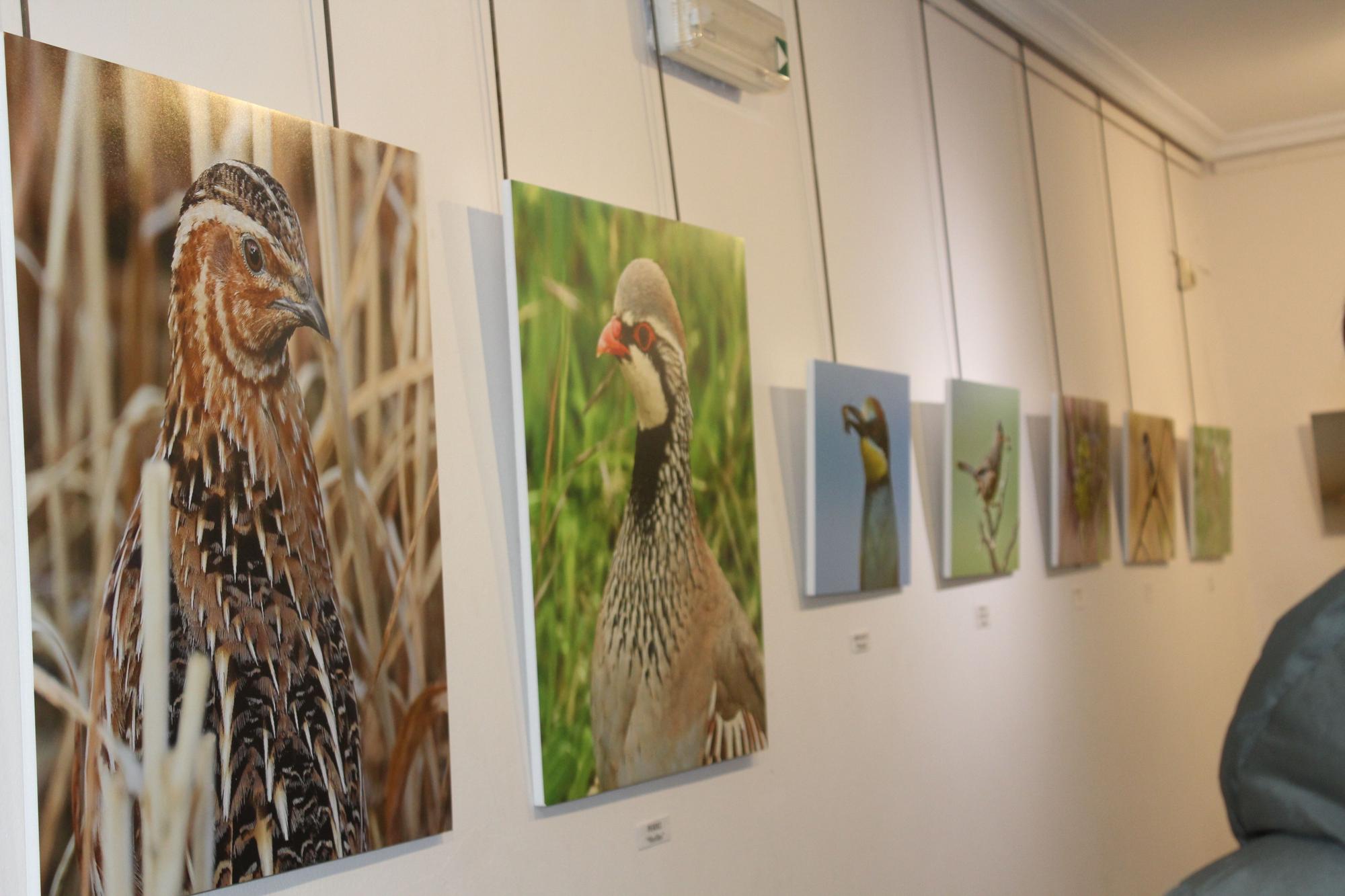 Mercado y pastoreo en El Ferial de Urroz-Villa