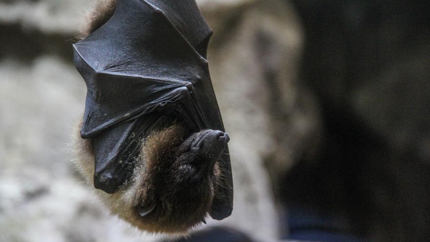 Descubren en murciélagos del Estado un coronavirus similar al que provocó la pandemia de 2020