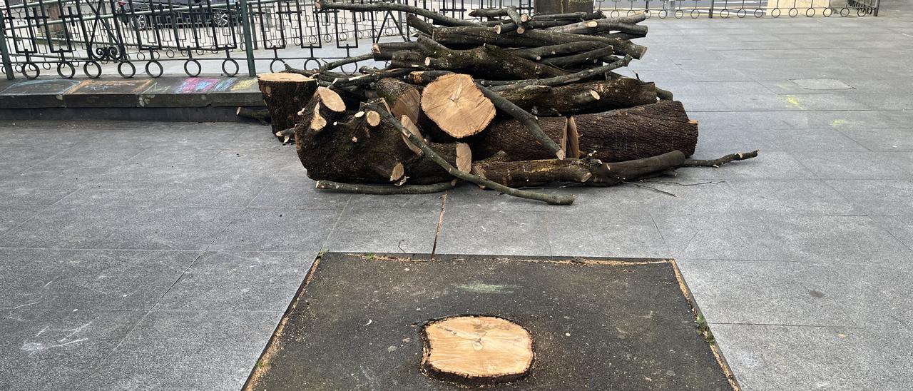 Aretxabaleta impulsa un plan de replantación para renovar el arbolado urbano