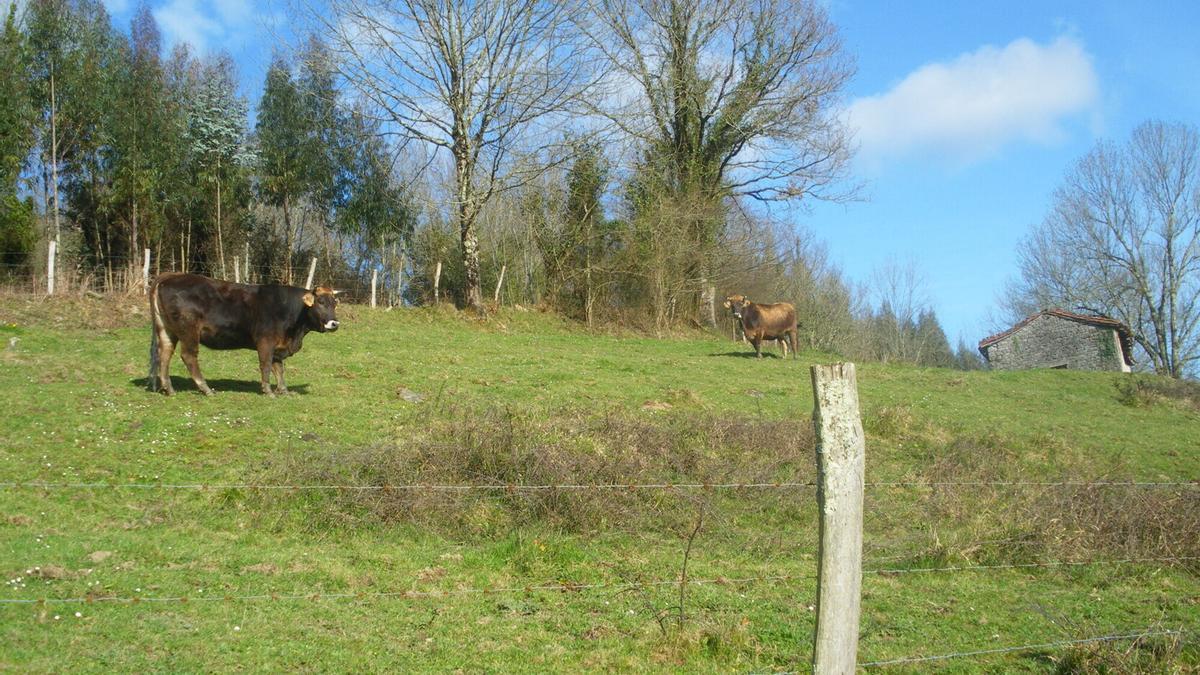 Ganado en el parque natural de Armañón.