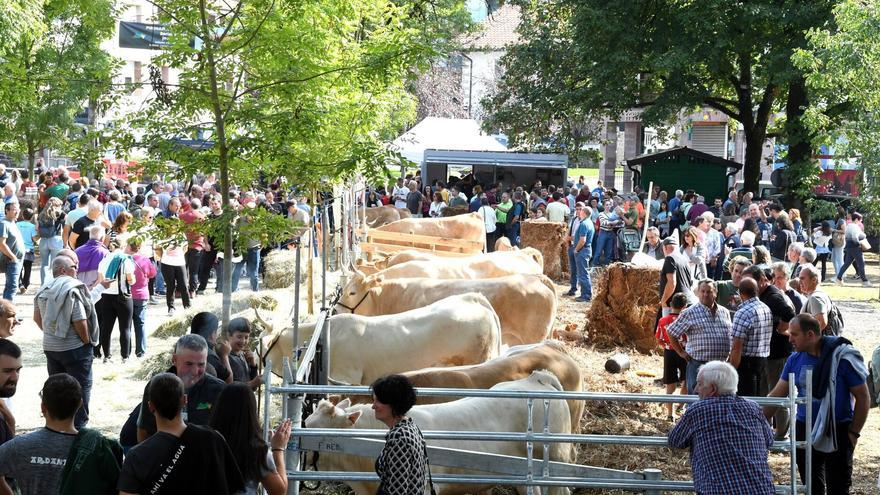 Con solo un caso de dermatosis nodular, hay que matar a todas las vacas de una granja