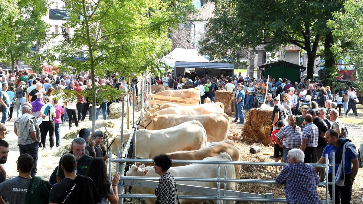 Feria de ganado vacuno en Elizondo.