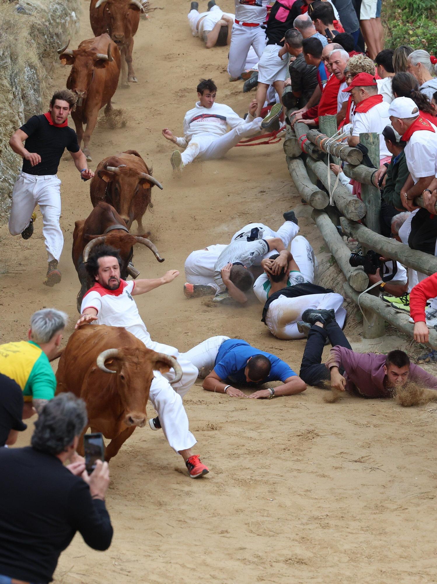 Fotos del sexto encierro del Pilón de Falces 2025, con vacas de Hípica Zahorí