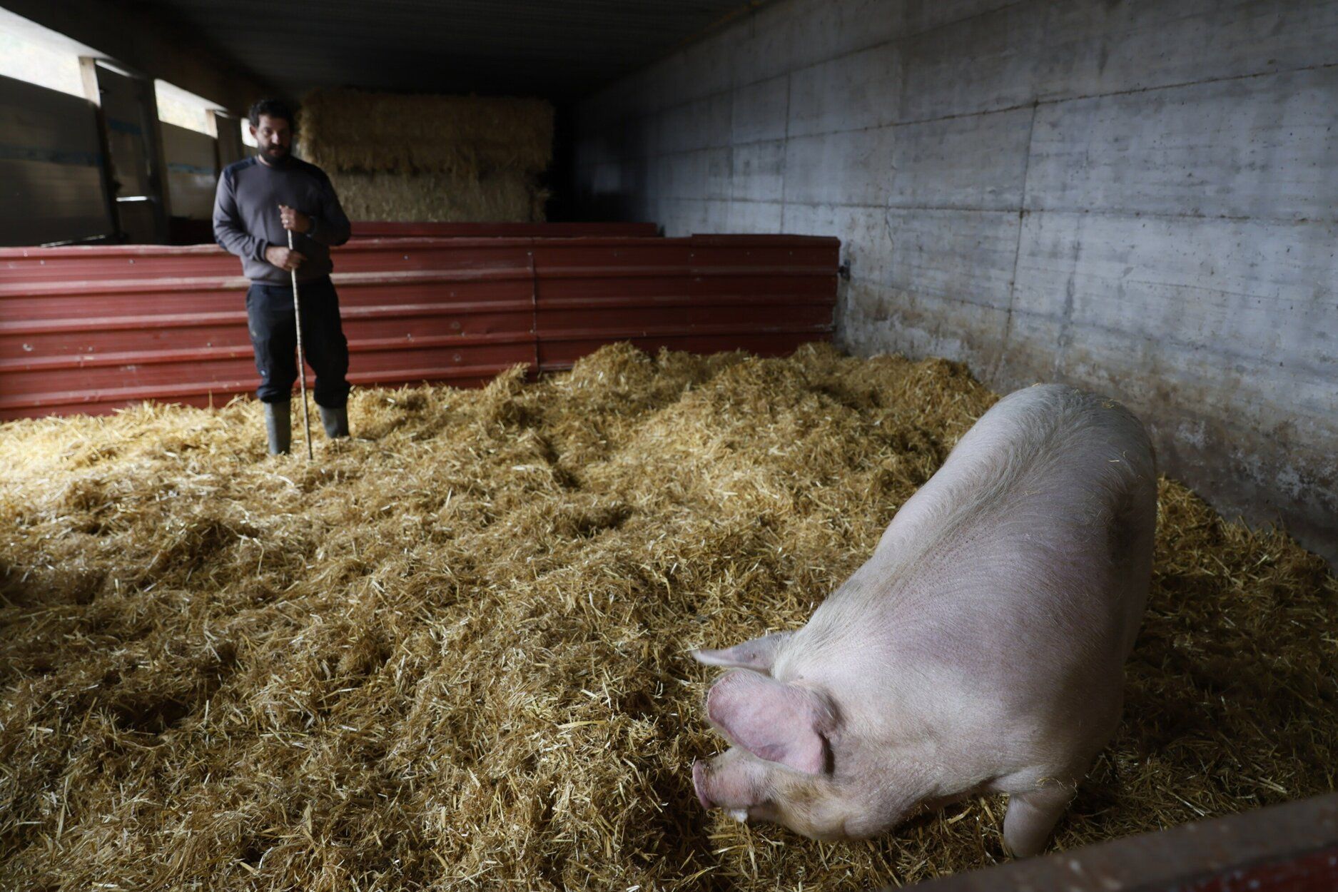 Poxpolin, la cerda de Santo Tomas 2025