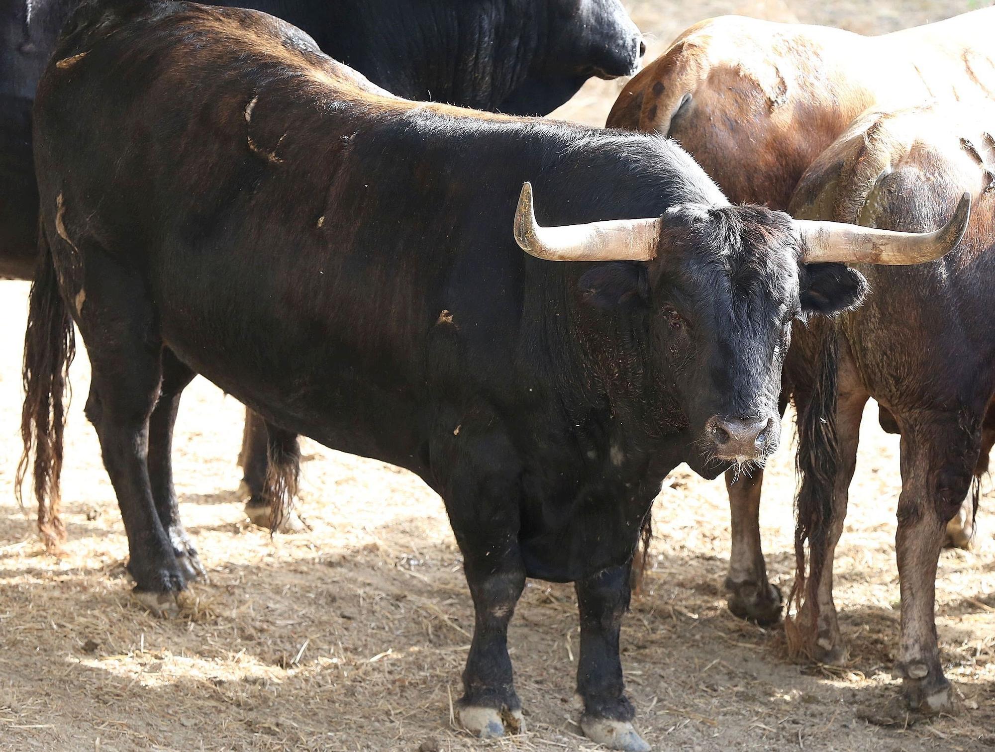 Toros de La Palmosilla de Tarifa para el Encierro del día 7