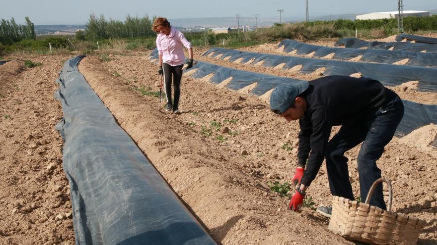 La Ribera sostiene el campo navarro mientras el norte se vuelve forestal