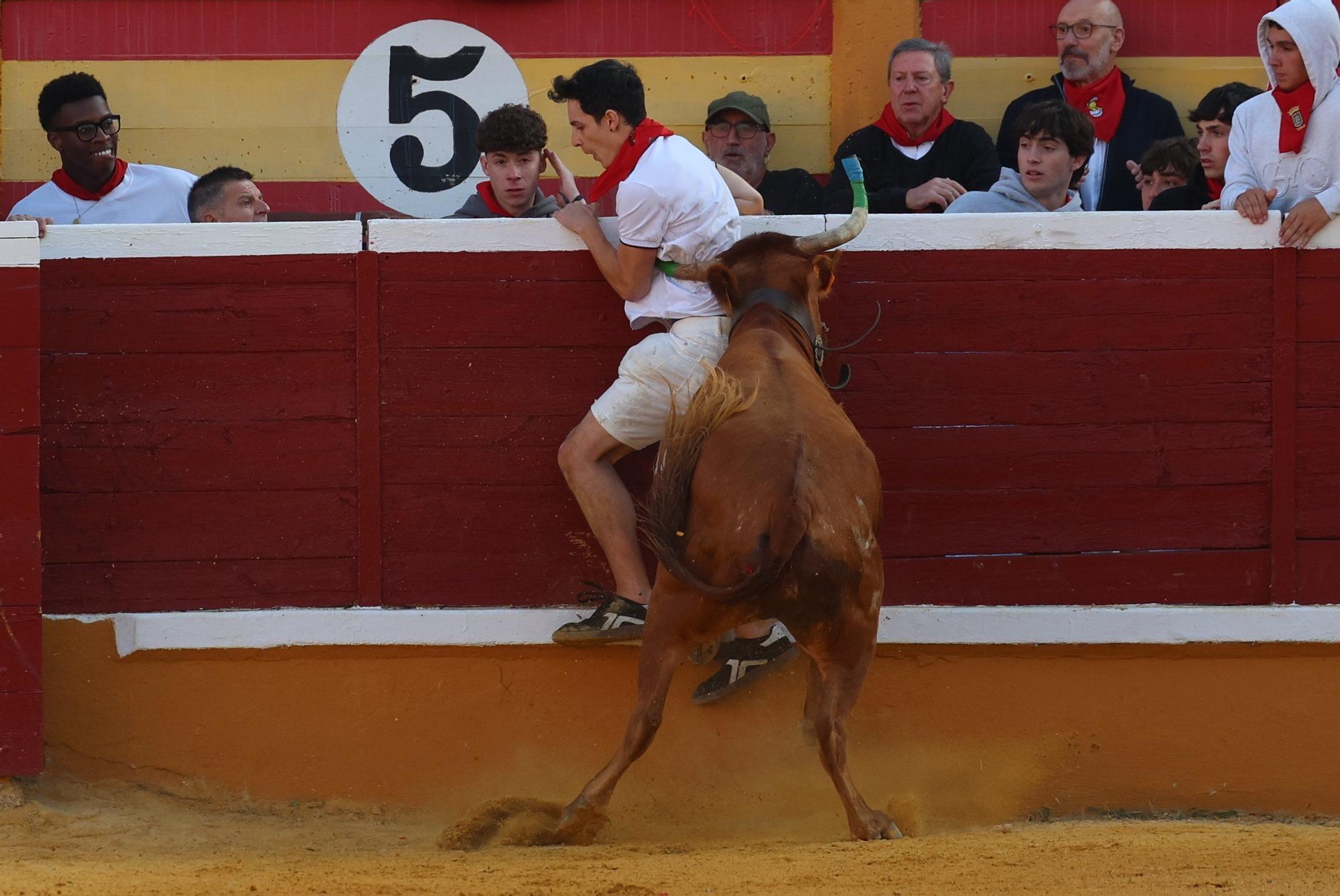 Suelta de vaquillas tras el tercer encierro de Tudela