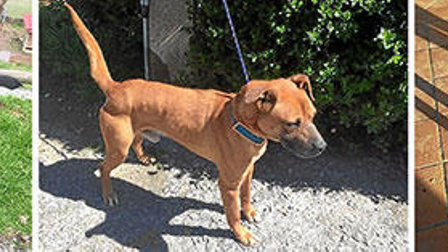 Tres de los perros que están siendo atendidos por los servicios municipales de Erandio y que desean encontrar una familia. Fotos: Iror